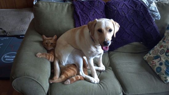 为什么狗狗喜欢坐在猫咪身上？